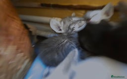 Siamese cats for sale: Siamese and Oriental Kittens  - Image 6