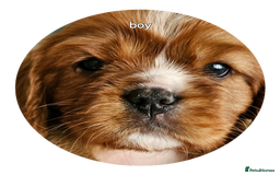 Cavalier King Charles Spaniel dogs for sale: cavalier king charles puppies  - Image 7
