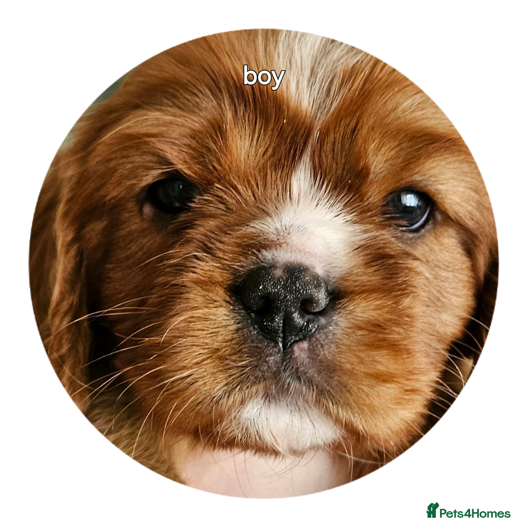 Cavalier King Charles Spaniel dogs for sale: cavalier king charles puppies  - Image 7