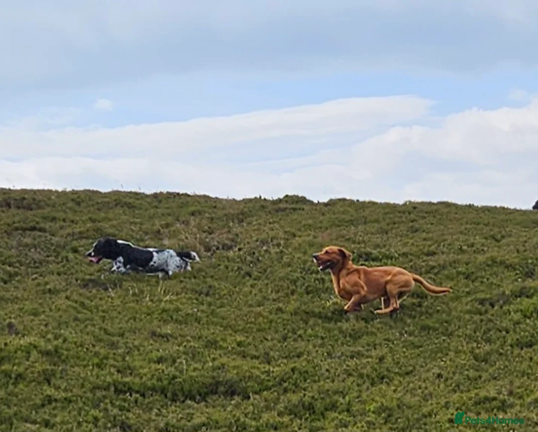 Labrador Retriever dogs for stud: AT STUD Fox Red Labrador | 0/0 Hips in Kirriemuir - Advert 4
