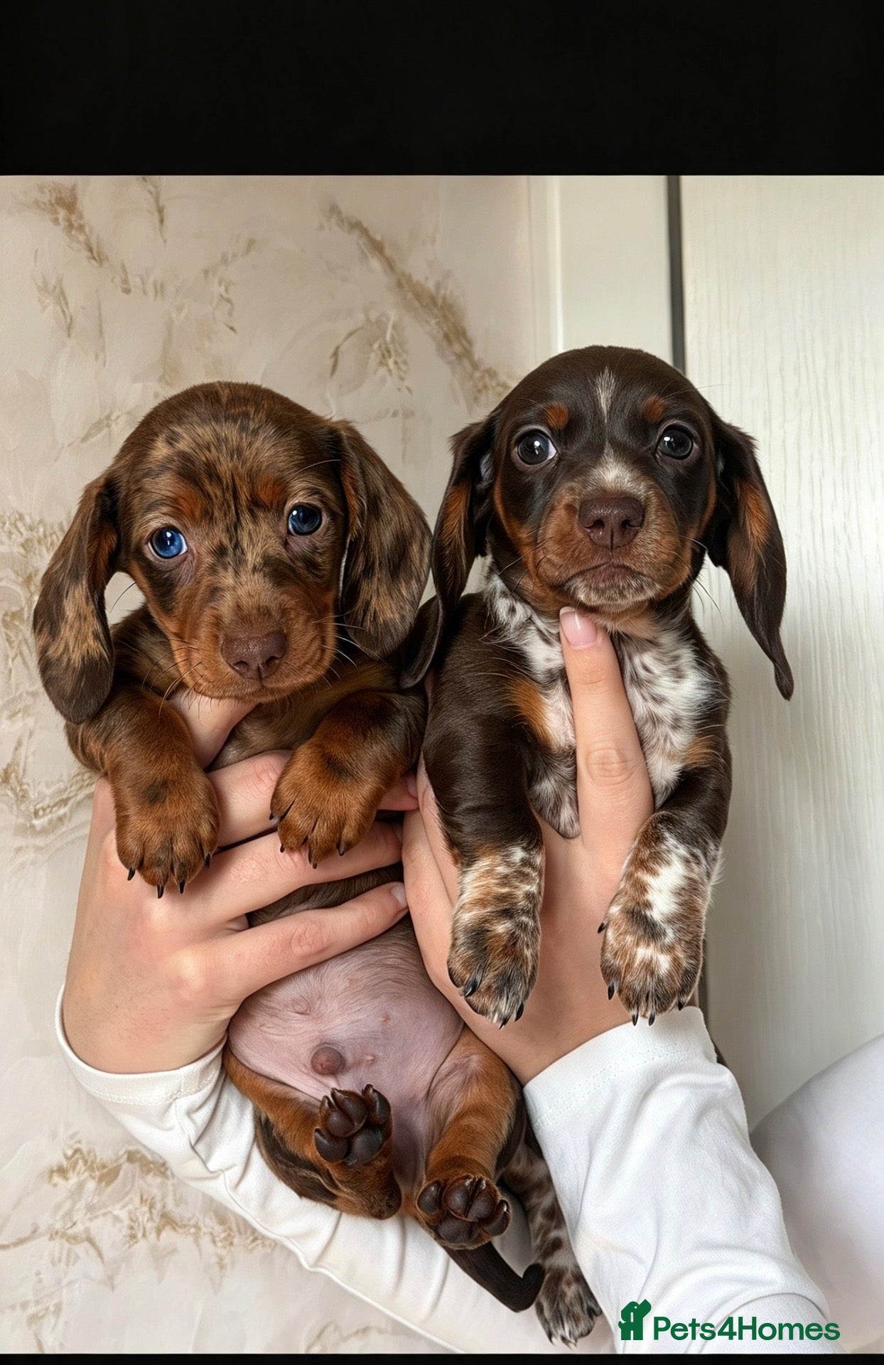Miniature Dachshund dogs Stunning miniature Dachsunds kc reg  - Advert 13