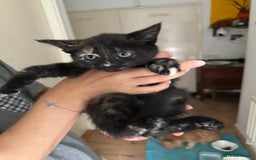 Mixed Breed cats for sale: 5 Maine Coon cross kittens available💞 - Image 14