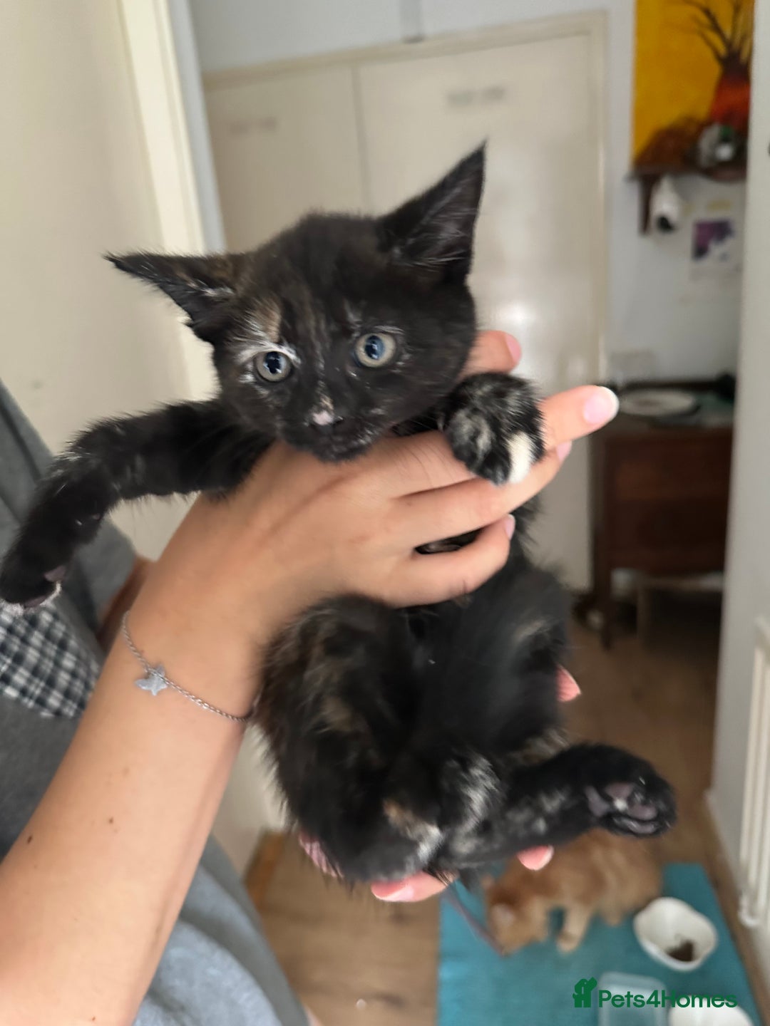 Mixed Breed cats for sale: 5 Maine Coon cross kittens available💞 - Image 14