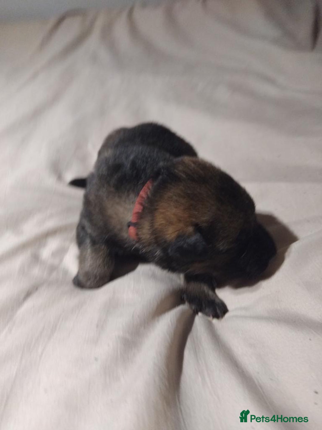 German Shepherd dogs for sale: German shepherd puppy’s kennel club registered  - Advert 20