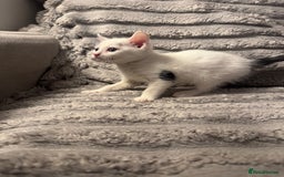 Domestic Shorthair cats for sale: Little domestic short haired kitties for sale  - Image 2