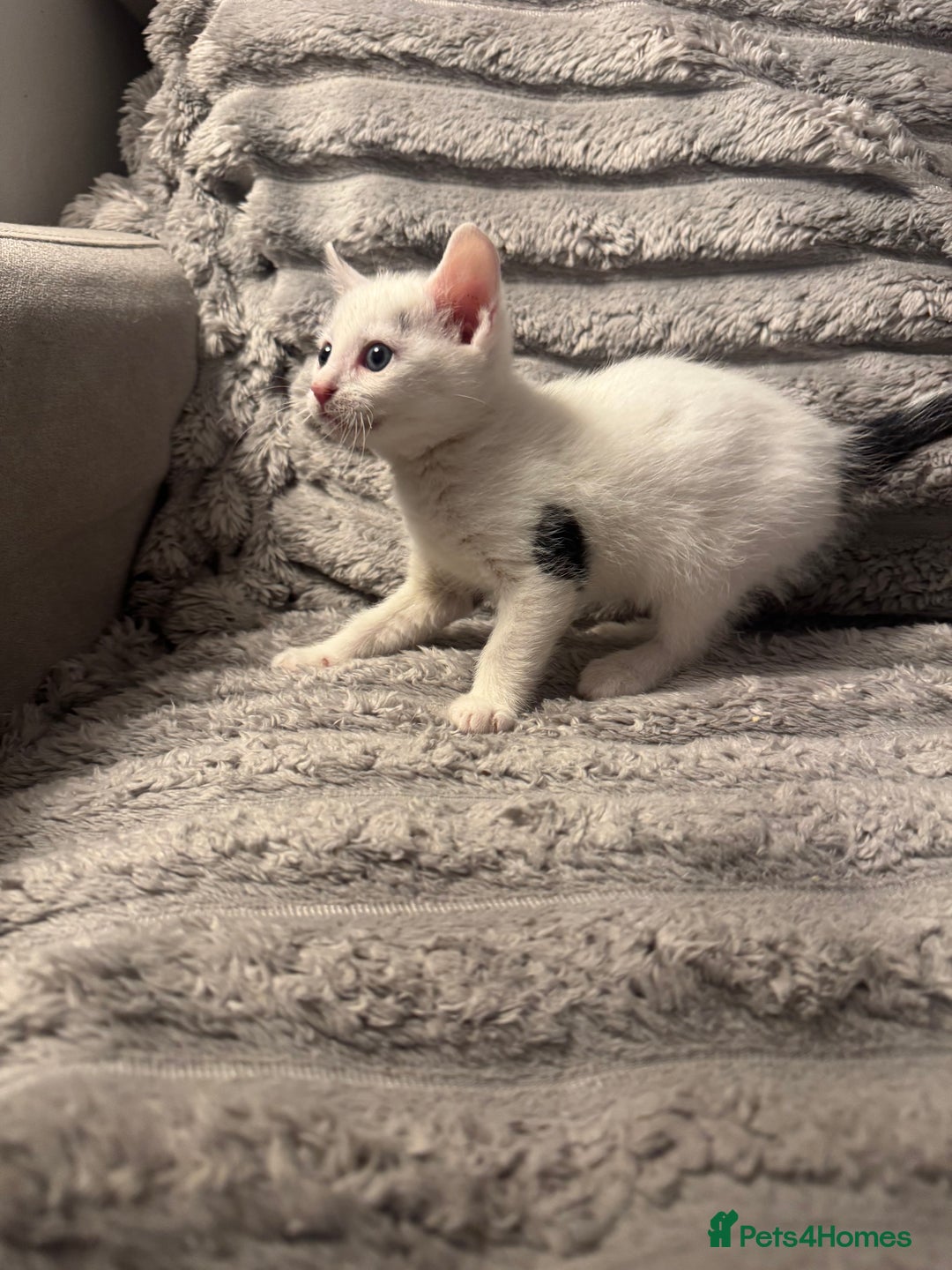 Domestic Shorthair cats for sale: Little domestic short haired kitties for sale  - Image 2