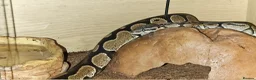 Python Snake reptiles for sale: For sale male calico royal python  - Advert 8