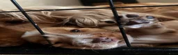 Cocker Spaniel dogs for sale: English Show type cocker spaniels  in Peterborough - Advert 3
