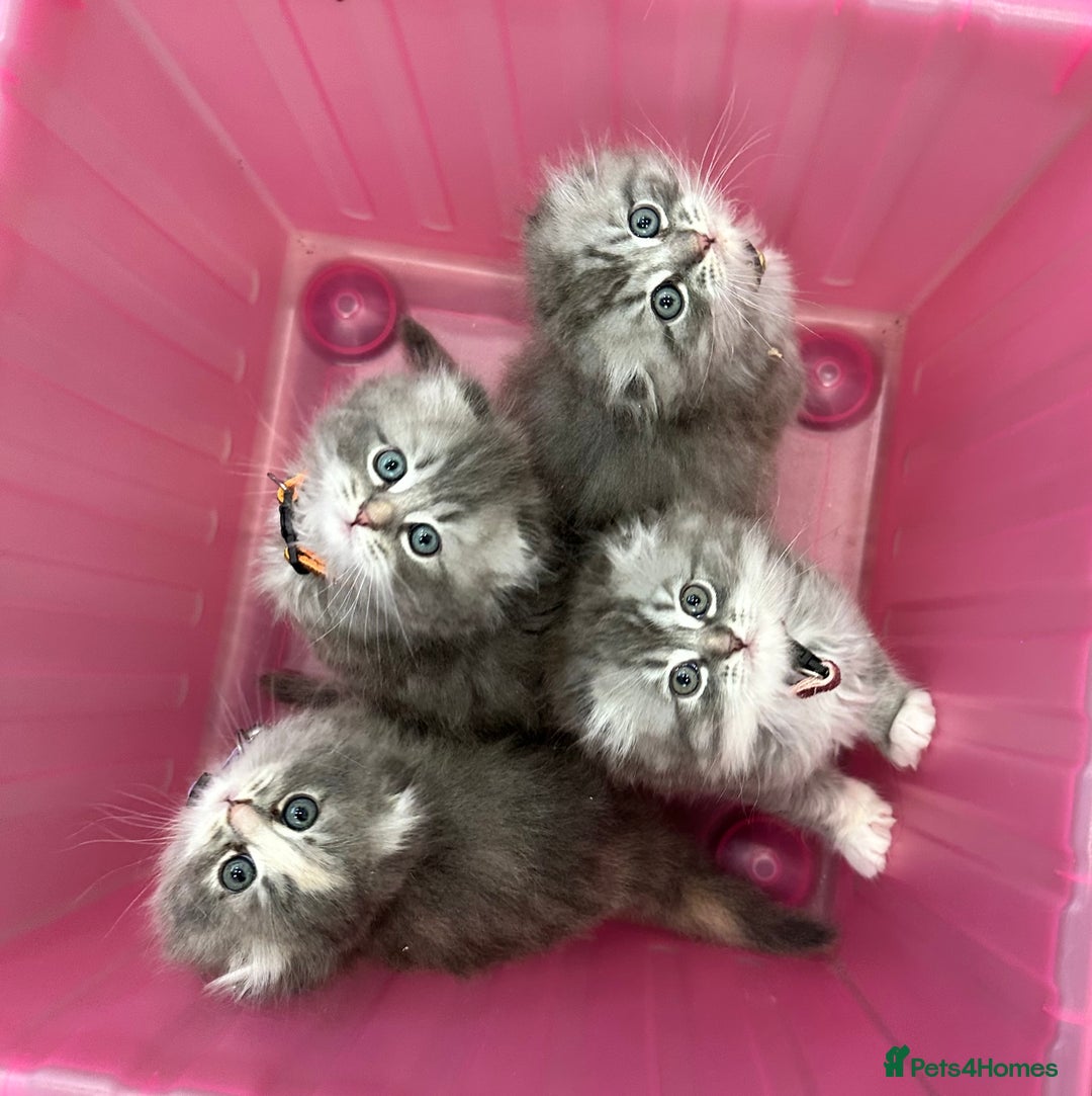 Scottish Fold cats for sale: Stunningly beautiful Scottish Fold x Ragdoll  - Image 5
