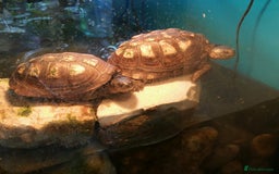 Turtle reptiles for sale: African mud turtles. - Advert 2