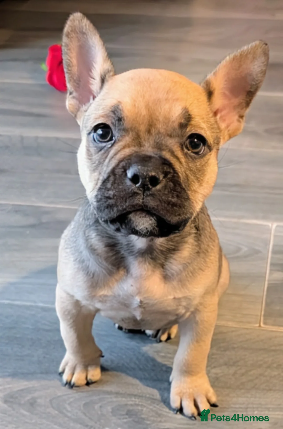 Mixed Breed dogs for sale: Beautiful french bulldog x pocket bully GIRL - Advert 11