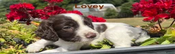 English Springer Spaniel dogs for sale: English Springer Spaniels white and liver girls in Thirsk - Advert 15