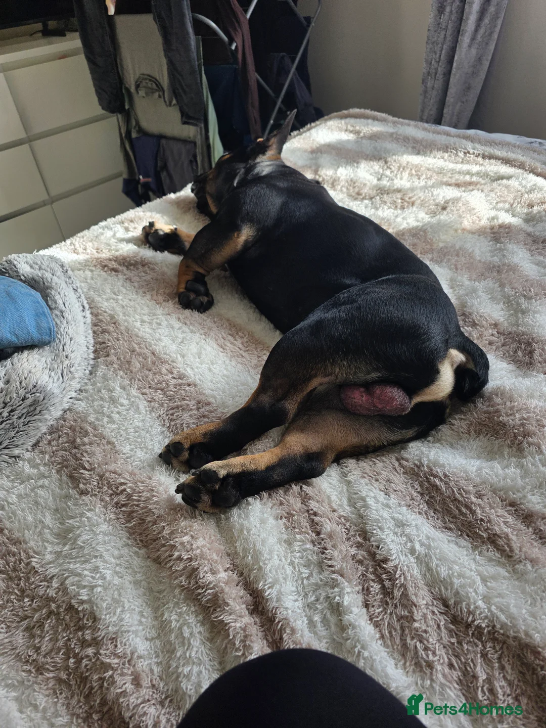 French Bulldog dogs for sale: Loving French Bulldog For Rehoming - Advert 4