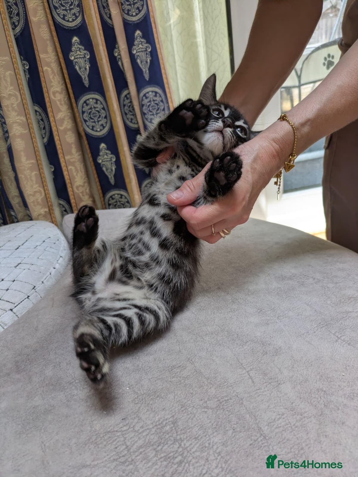 Mixed Breed cats Bengal mixed kittens - Advert 9