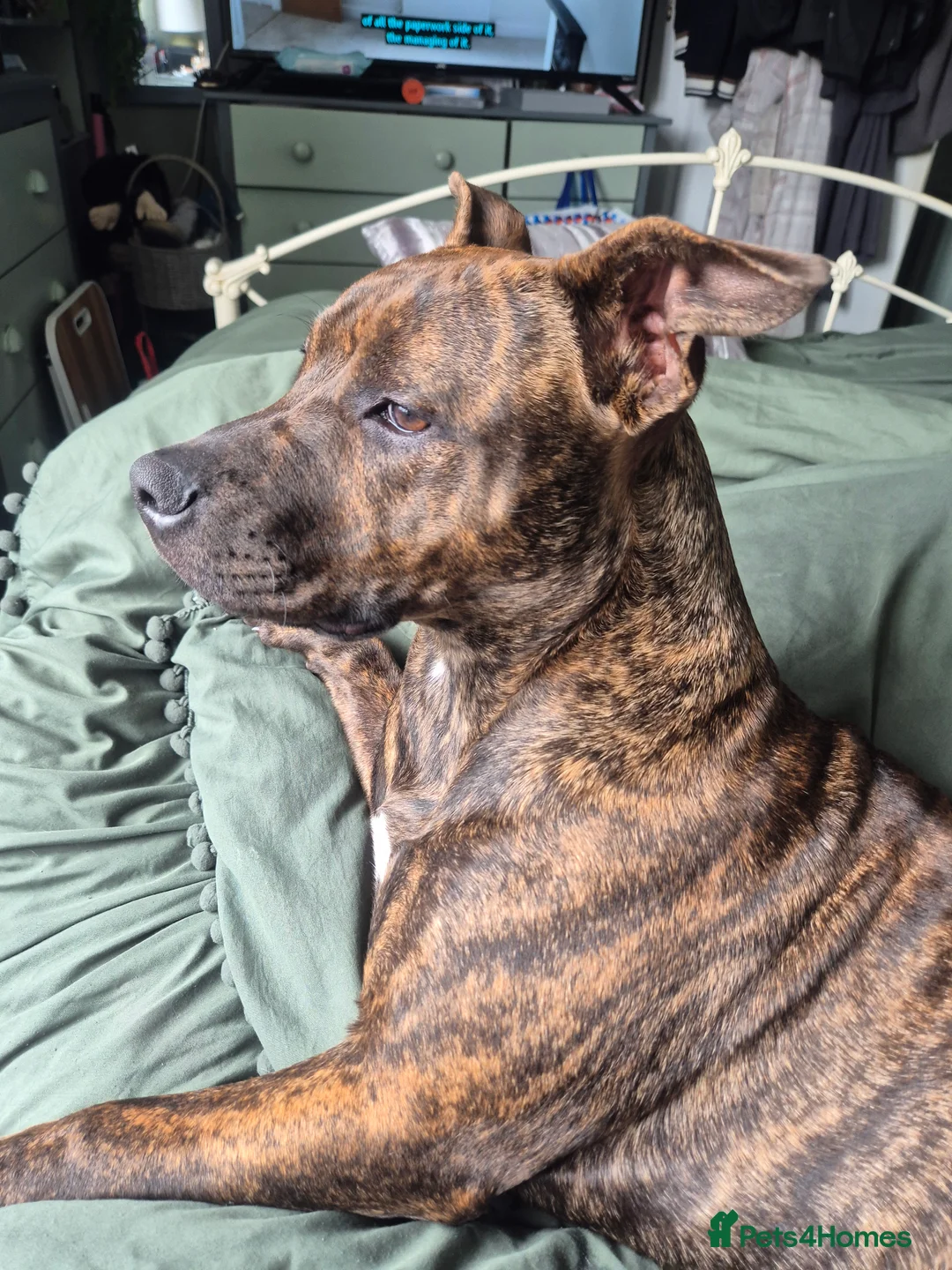 Mixed Breed dogs for sale: Beautiful girl in Newtown - Advert 2