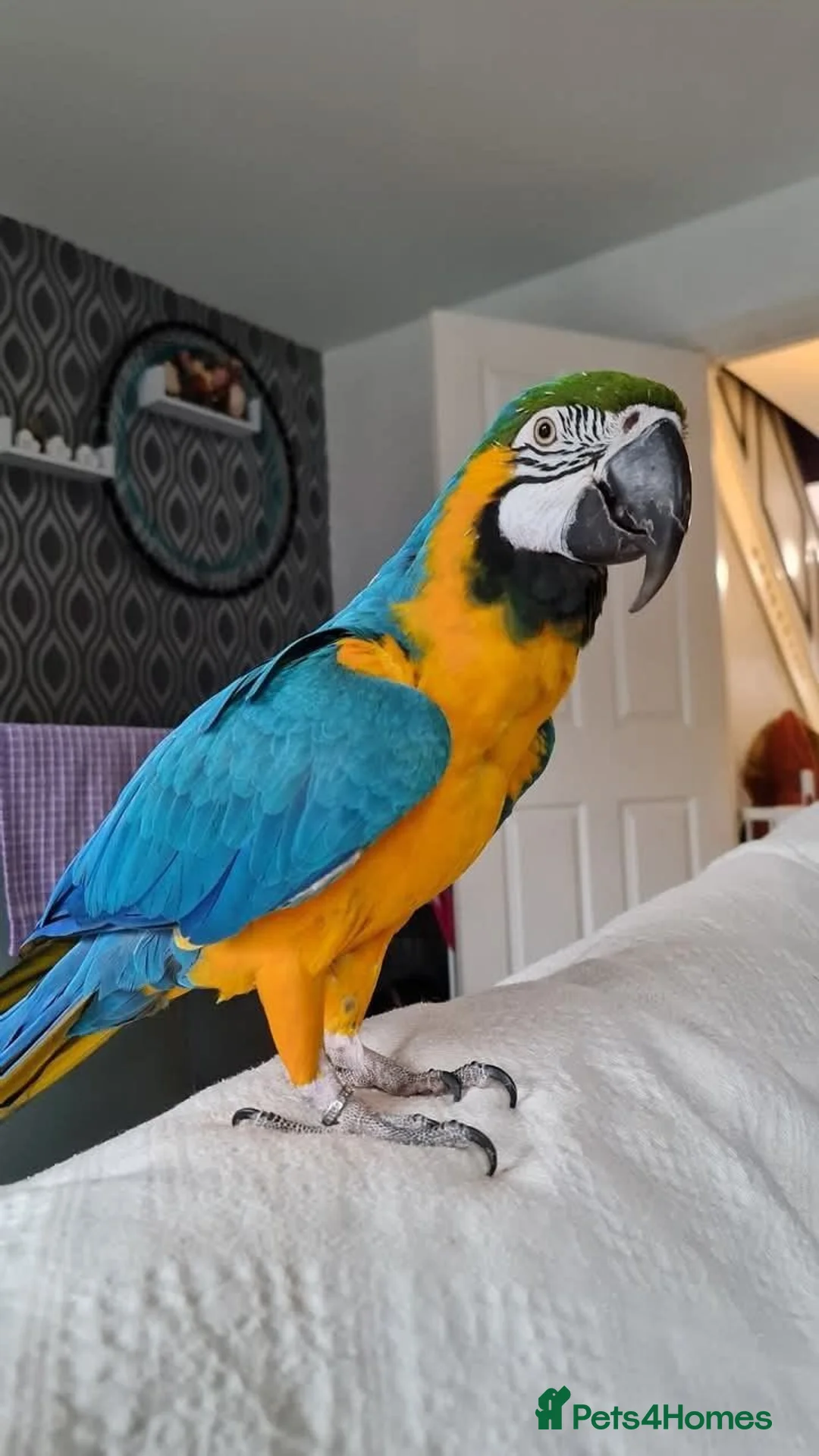 Macaws birds for sale: Exotic, Playful, Talking blue and gold macaw in London - Advert 1