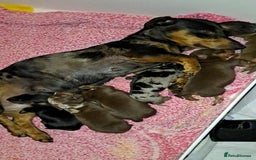 Miniature Dachshund dogs for sale: Forever home mini doxies for perfect families - Image 8