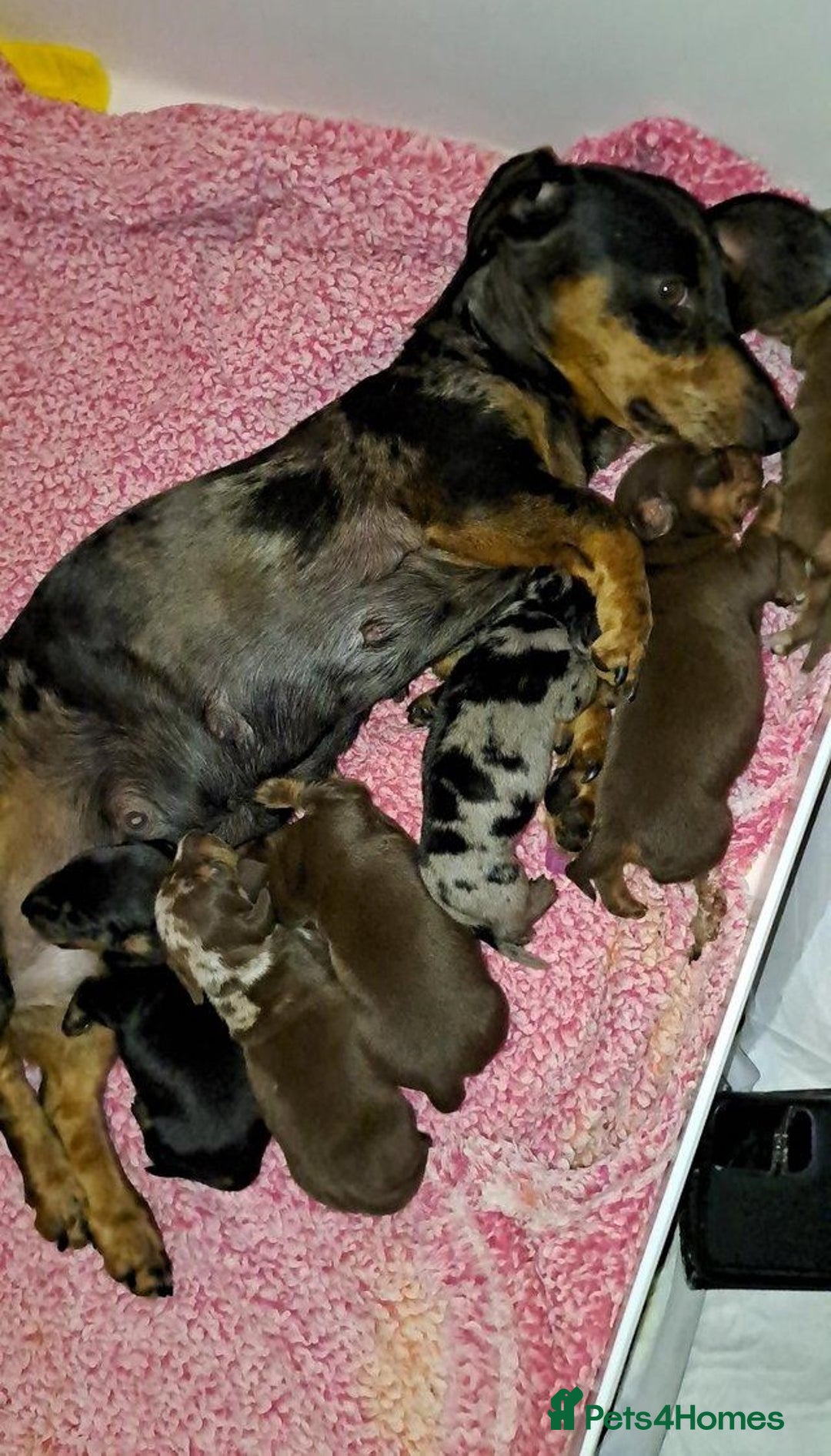 Miniature Dachshund dogs for sale: Forever home mini doxies for perfect families - Image 8