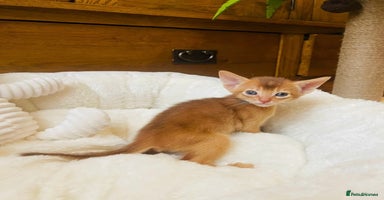 Abyssinian cats 🏆🥇🏵️Top Quality Champion Lines Abyssinian - Advert 2