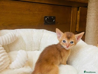 Abyssinian cats 🏆🥇🏵️Top Quality Champion Lines Abyssinian - Advert 2