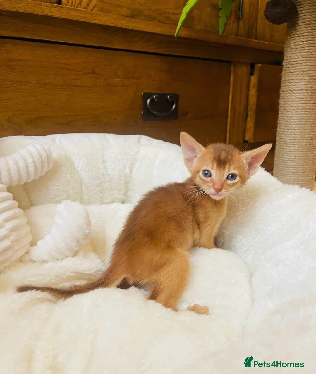 Abyssinian cats for sale:  🏆🥇🏵️Top Quality Champion Lines Abyssinian  - Advert 5