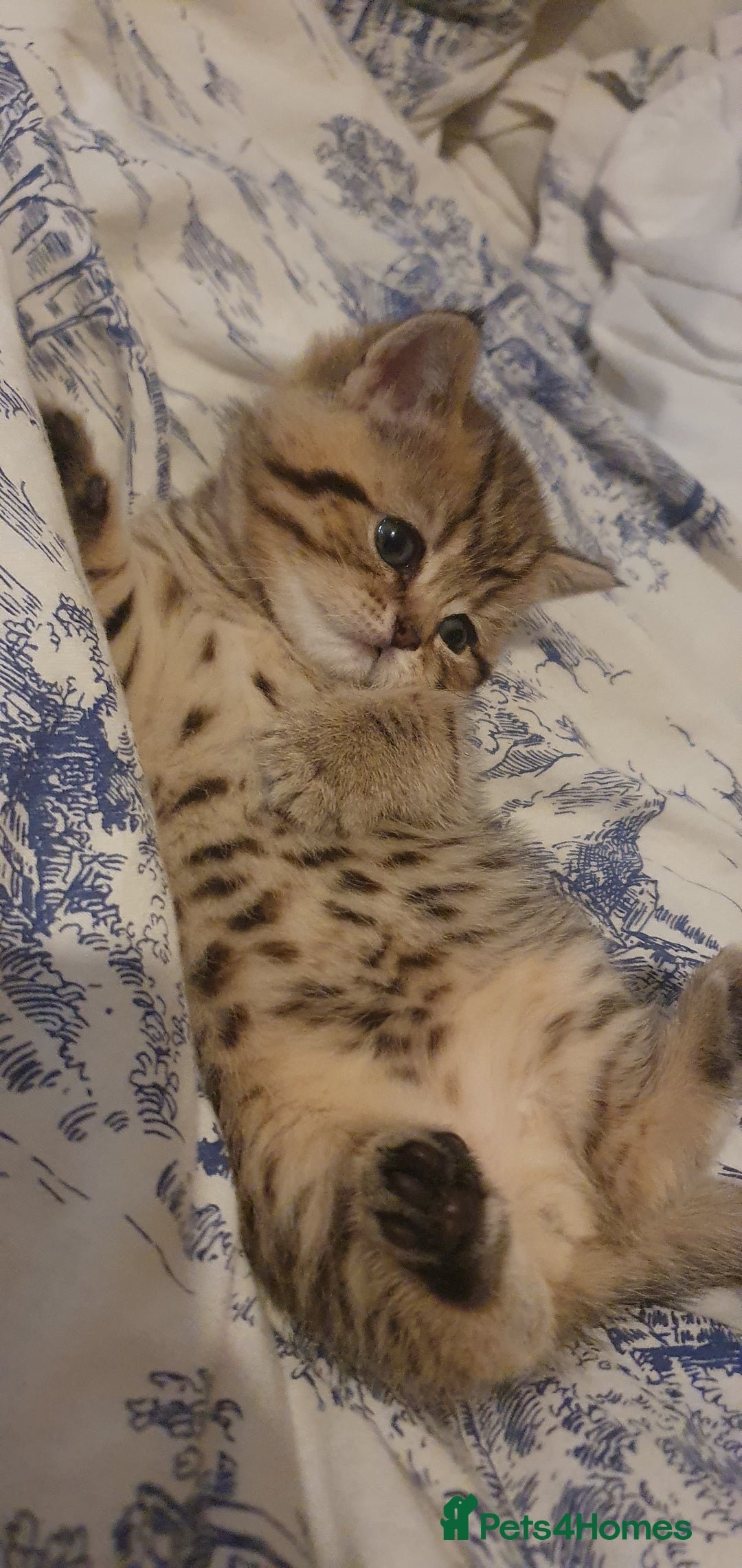 British Shorthair cats for sale: British Shorthair Black and Brown Golden Tabby ✨️  - Advert 12