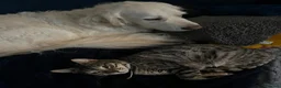 Bengal cats for sale: Silver Bengal 5 YO Female For Sale in Gravesend - Advert 7