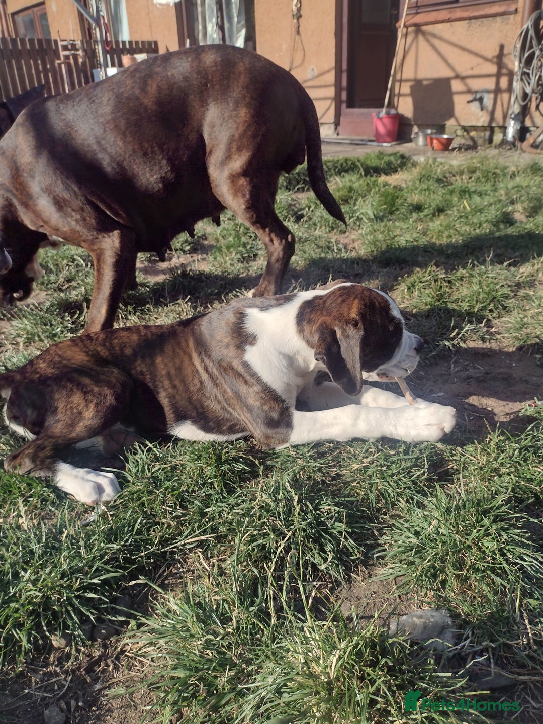 Boxer dogs for sale: 1 boy and 1 girl boxer available - Image 4