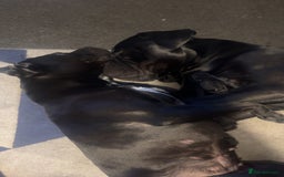 Cane Corso dogs for adoption: Male cane corso in Chester-le-Street - Image 4