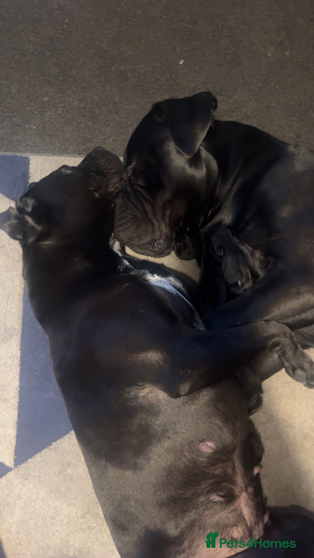Cane Corso dogs for adoption: Male cane corso in Chester-le-Street - Image 4