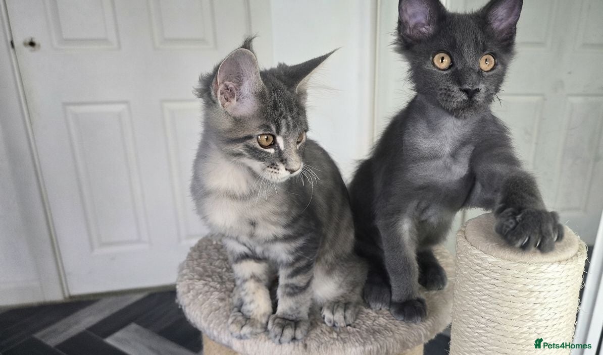 Maine Coon cats Maine Coon Kitten ready - Advert 17