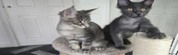 Maine Coon cats for sale: Maine Coon Kitten ready - Advert 9