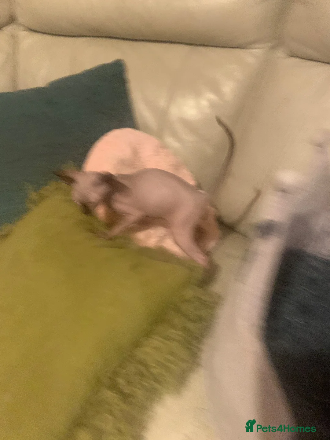 Sphynx cats for sale: 2 boys and 1 female sphynx kittens.  - Advert 2