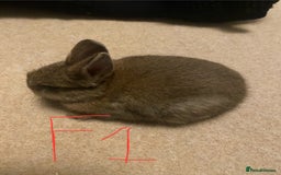 Mixed Breed rabbits for sale: Baby rabbits  - Image 3