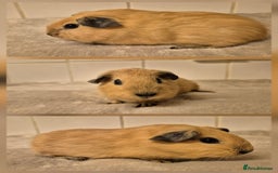 Guinea Pig rodents for sale: 1 Stunning baby Californian Boar for sale🏡 - Image 1