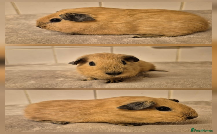 Guinea Pig rodents - Advert 1