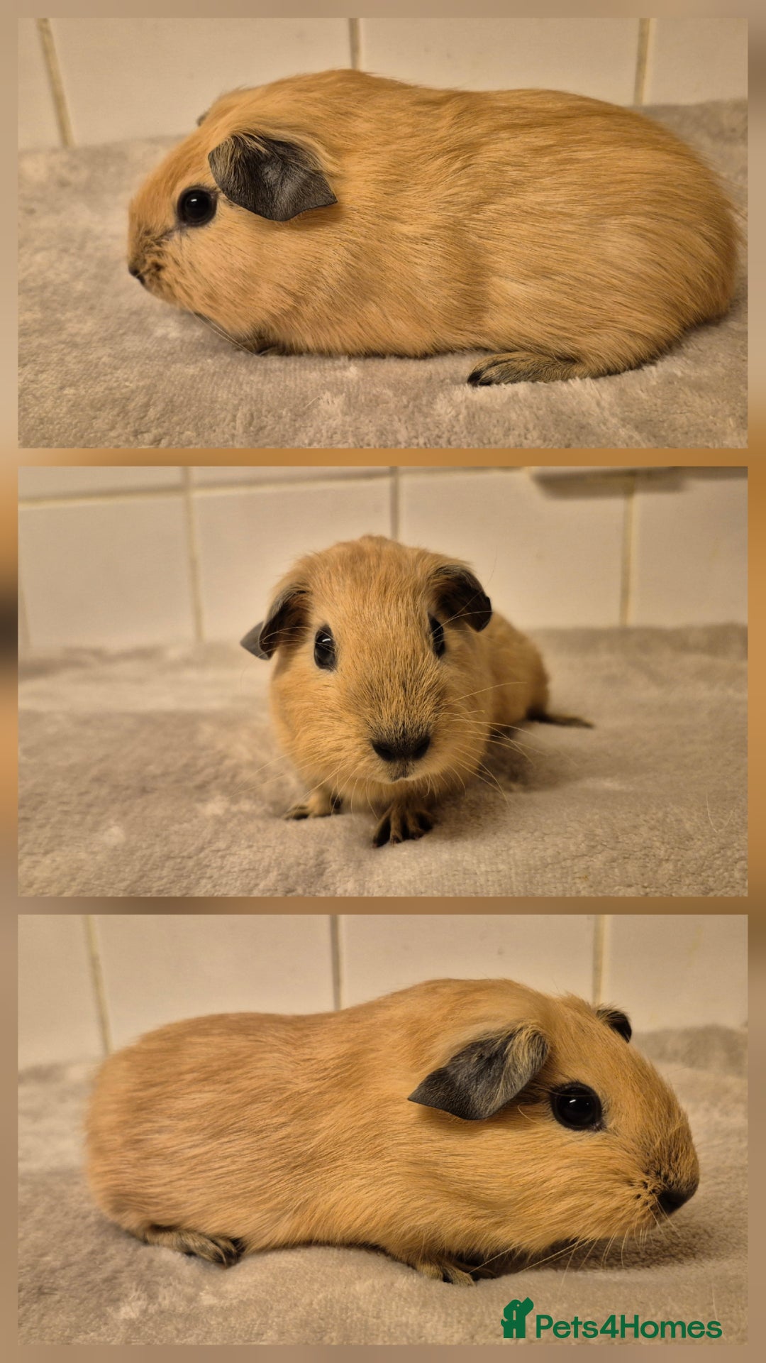 Guinea Pig rodents for sale: 1 Stunning baby Californian Boar for sale🏡 - Image 1