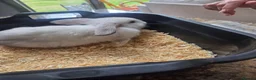 Mini Lop rabbits for sale: Mini Lop Bunnies for sale in Stockport - Advert 17