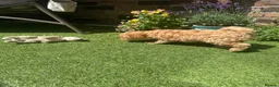 Toy Poodle dogs for sale: Ready now 🏡🐩❤️ 2x gorgeous toy poodle BOYS - Advert 8