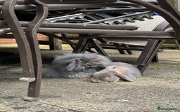Mini Lop rabbits for sale: Possibly rehoming my male rabbit  - Image 2