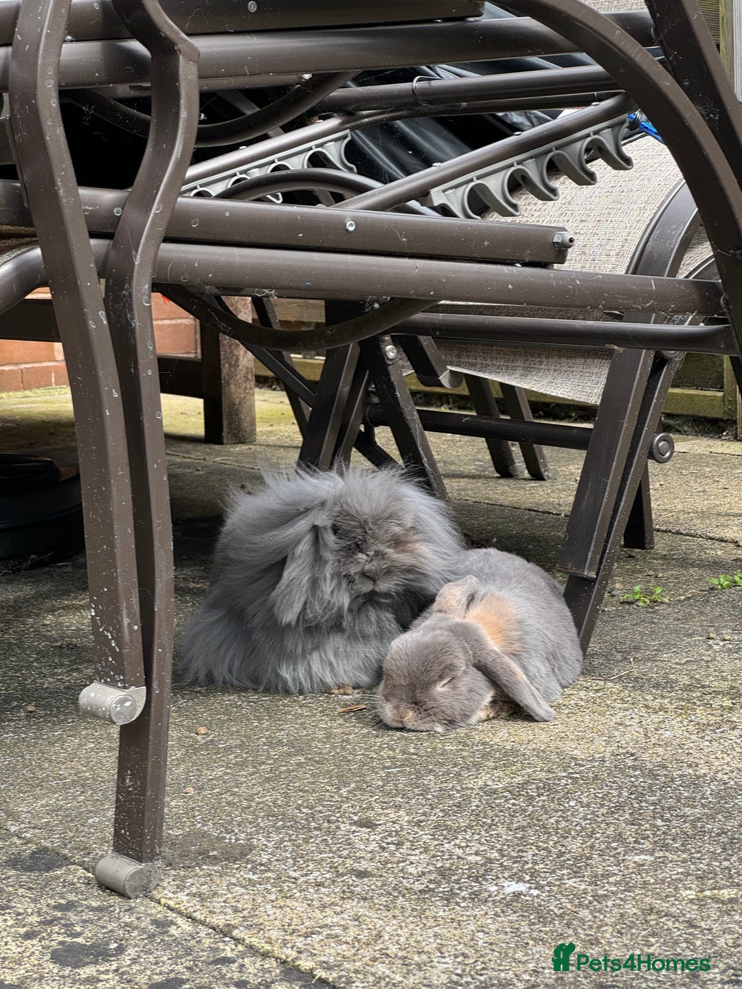 Mini Lop rabbits for sale: Possibly rehoming my male rabbit  - Image 2