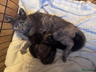 Domestic Shorthair cats - Advert 1