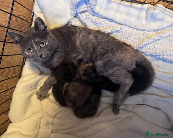 Domestic Shorthair cats - Advert 2