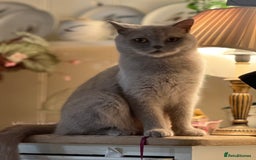 British Shorthair cats for sale: Lilac British Shorthair  - Image 4