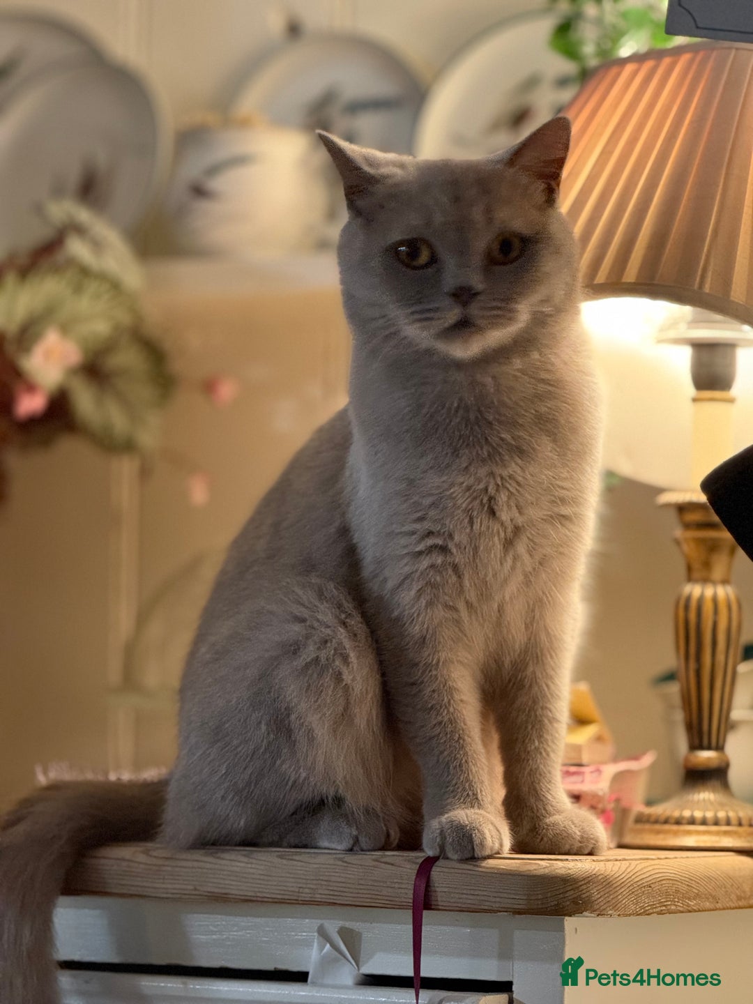 British Shorthair cats for sale: Lilac British Shorthair  - Image 4