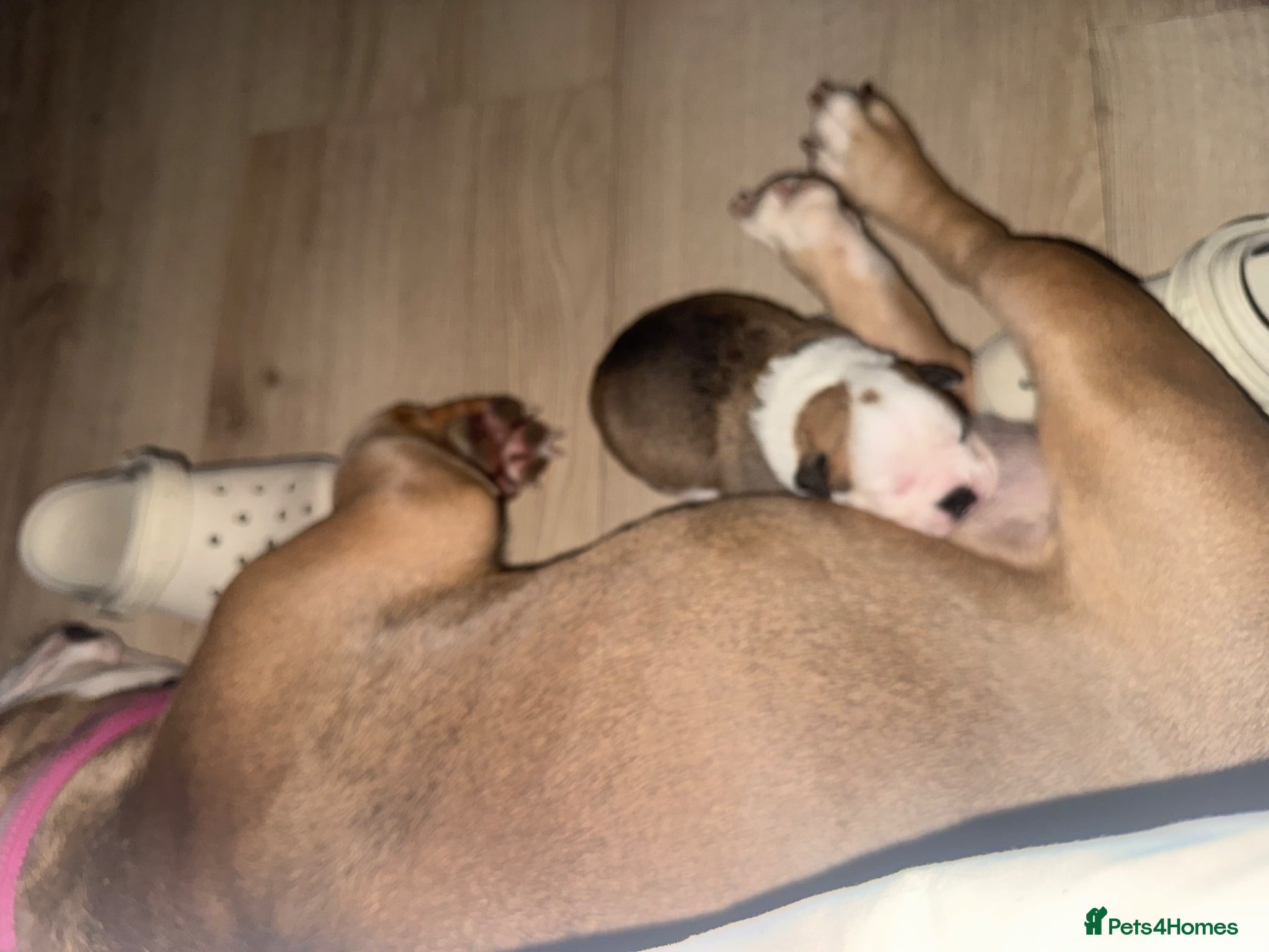 Mixed Breed dogs for sale: Fluffy English bull dogs  in Walsall - Advert 4