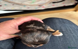 Yorkshire Terrier dogs for sale: Yorkshire terriers - Image 14