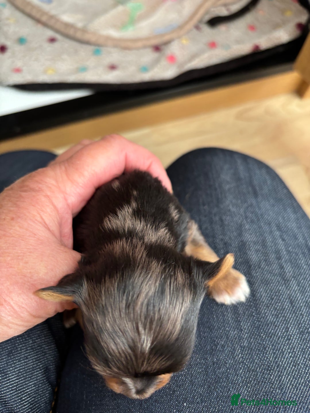 Yorkshire Terrier dogs for sale: Yorkshire terriers - Image 14