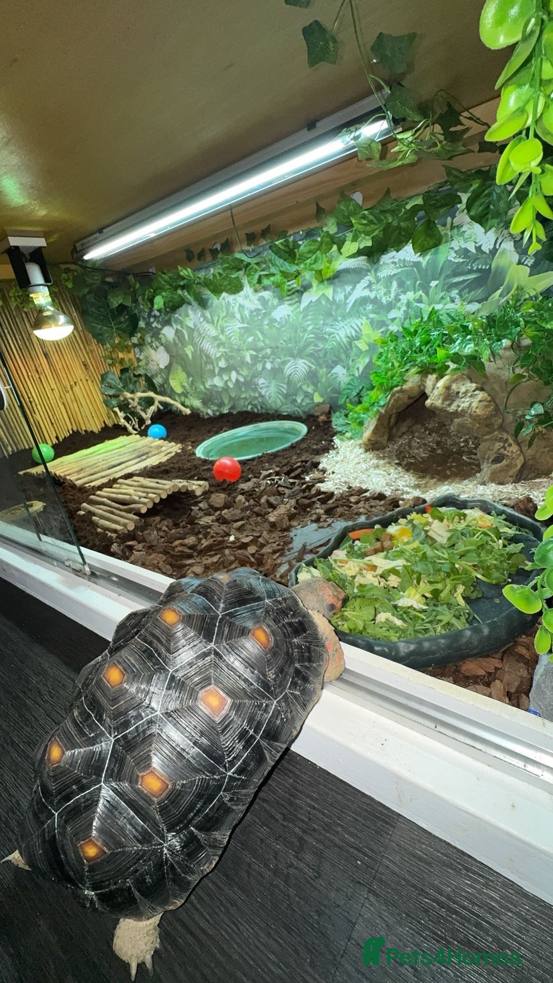 Tortoise reptiles for sale: Redfoot tortoise and enclosure all in - Advert 1