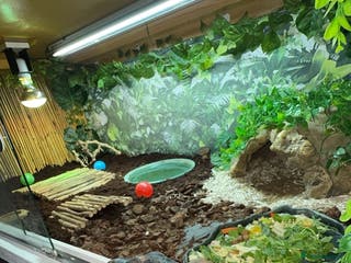 Tortoise reptiles Redfoot tortoise and enclosure all in - Advert 1